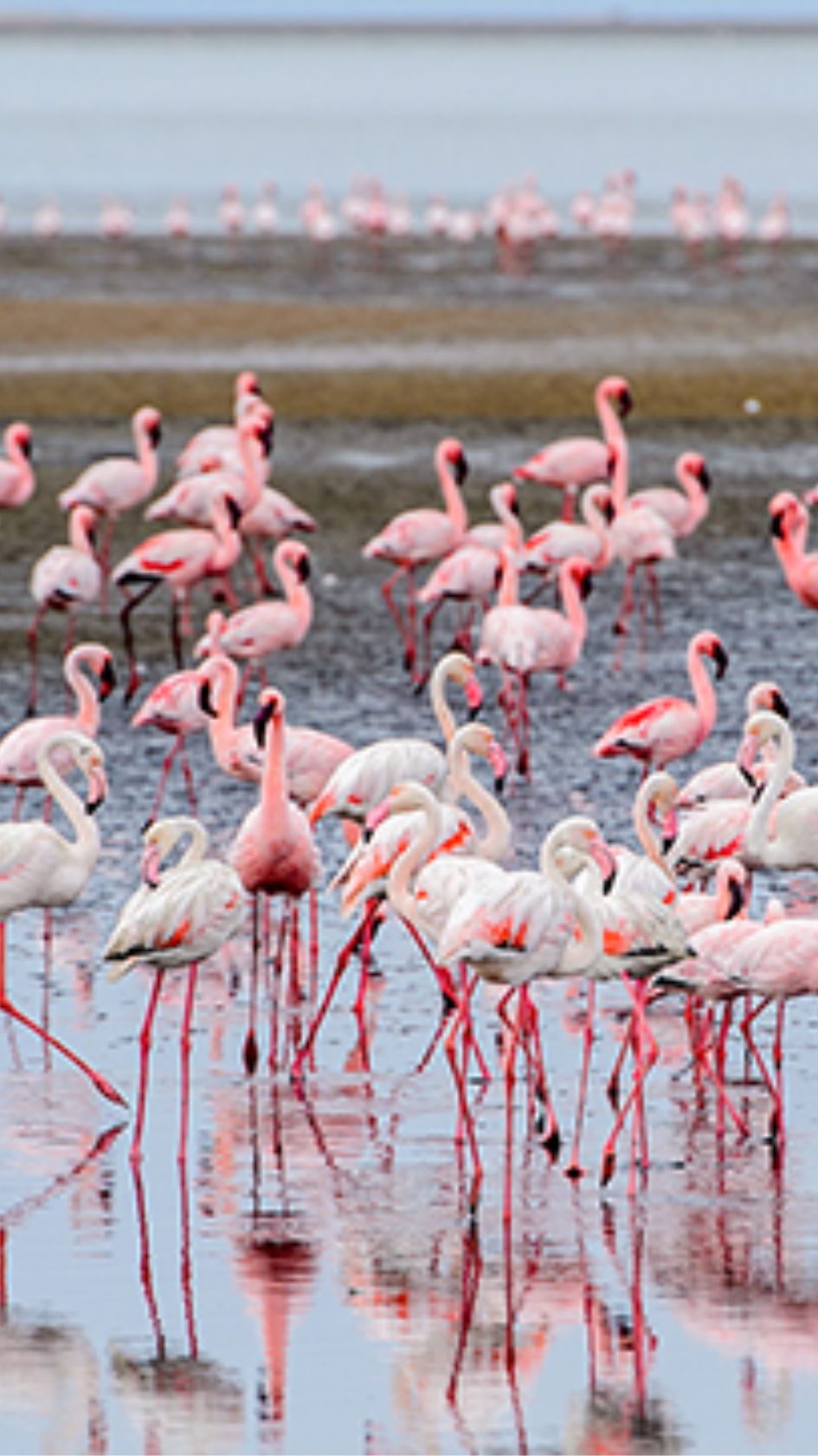 Walvis Bay Lagoon
